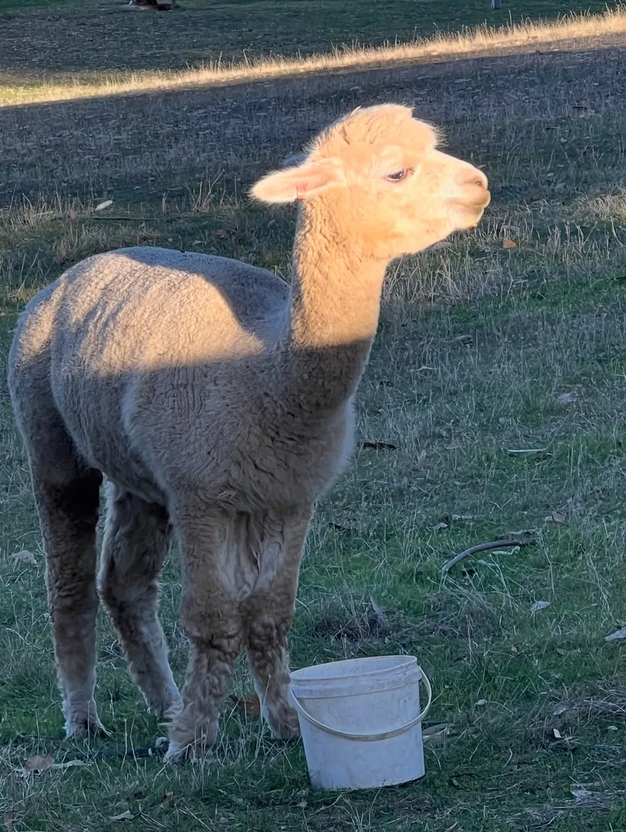 Alpaca at golden hour