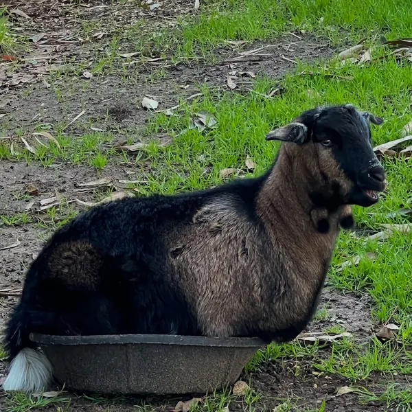 Billy Bob!! What a character!! Thinks he can fit in the small feed bin!  So I put a bigger one for him to cuddle up in, such a funny little goat.