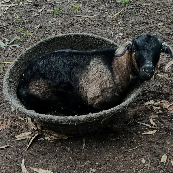 Billy Bob!! What a character!! Thinks he can fit in the small feed bin!  So I put a bigger one for him to cuddle up in, such a funny little goat.