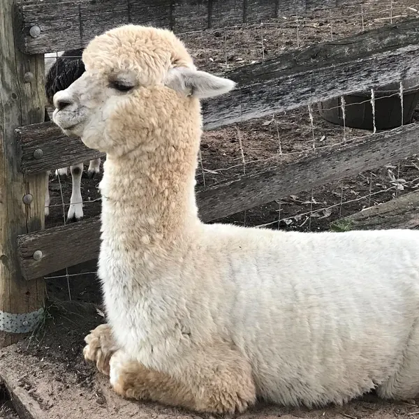 Animals on the farm are all fed and happy.  Sandgroper the Alpaca is very content after having a few carrots and his favourite muesli, to just sit and watch over his flock for the night.  Alpacas are 