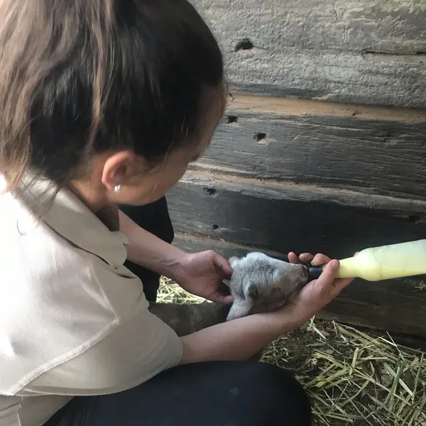 Those of you that know Nancy, our very heavily pregnant ewe, well she finally gave birth a few days ago.  Nancy was really struggling as she was very heavy with her bub and was carrying an enormous am