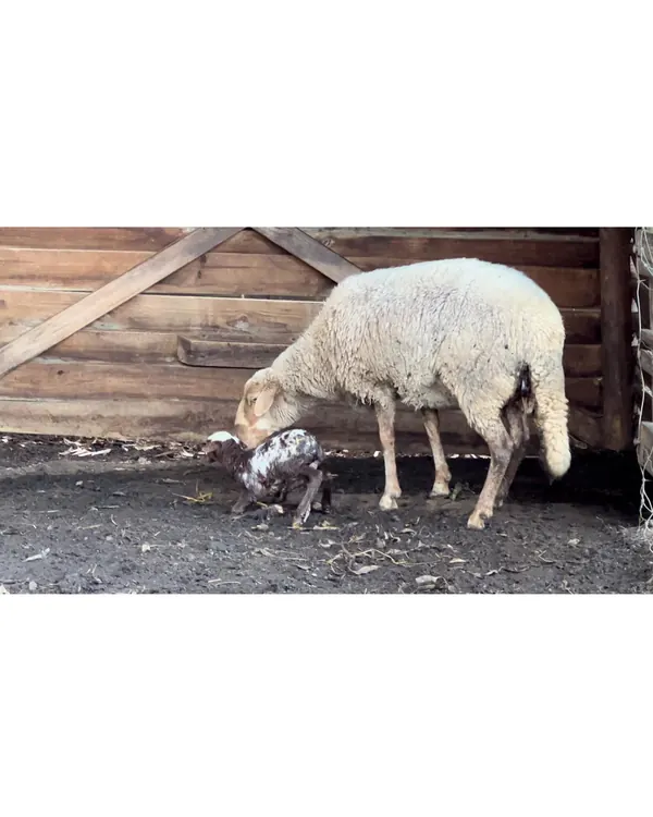What an experience for our guests this weekend, a baby lamb born right before their eyes!  Such an amazing experience and one certainly not planned, nature at its best #settlersrestfarmstay #cityofswa