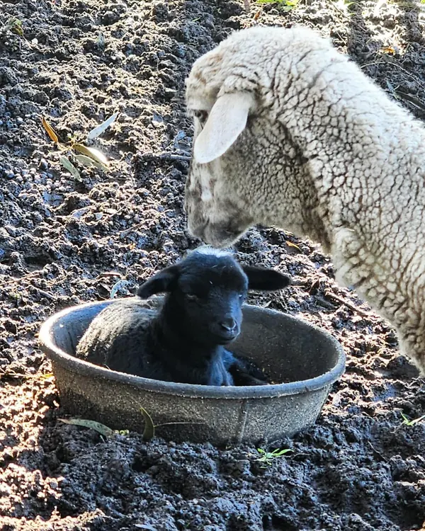Meet little Lulu, 24 hours old.  She’s no dummy, why lay in a wet paddock when you can hop in the feed bin! New life is always a highlight of farmlife#settlersrestfarmstay #farmstays #swanvalleyfarmst