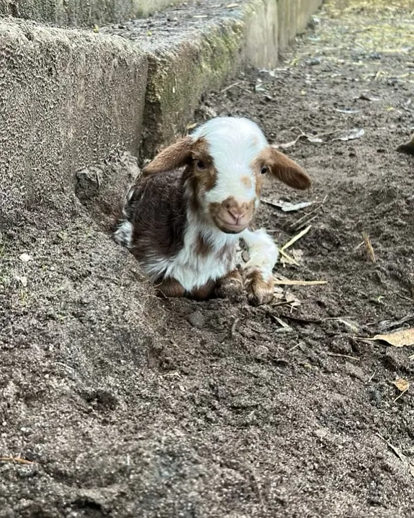 Our new edition, meet two day old little lambie, need a name.  Mum and Bub doing well#settlersrestfarmstay @theswanvalley #babylambs #lovefarmlife #destinationperth