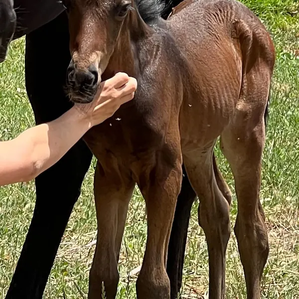 We have a new arrival!! Archer was born three days ago and has just returned home to the farm !  He is adorable and already running everywhere with his mother following close behind .  Nature at its a