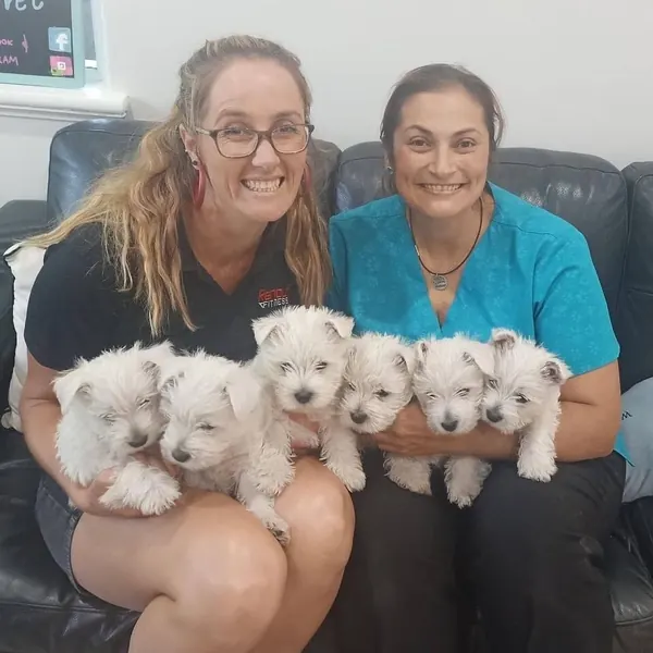 A trip to the vets with 6 puppies is quite a challenge.  They were all good children having their vet checks, vaccinations and microchip, very very healthy little bundles of joy#settlersrestfarmstay #