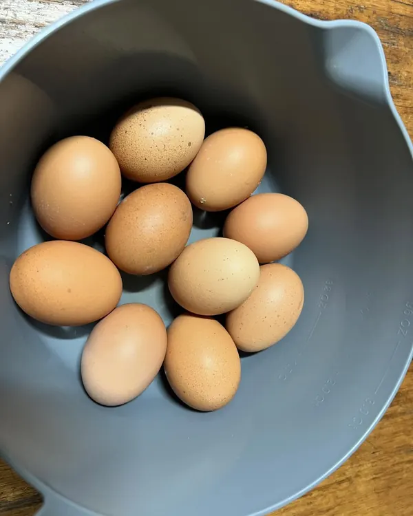 Eight chickens, 10 eggs!! Lucky guests to find these free range eggs just waiting for them to collect for brekkie.  We have been told how delicious they are#settlersrestfarmstay @theswanvalley #chicke